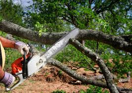 Best Seasonal Cleanup (Spring/Fall)  in Aspen Hill, MD