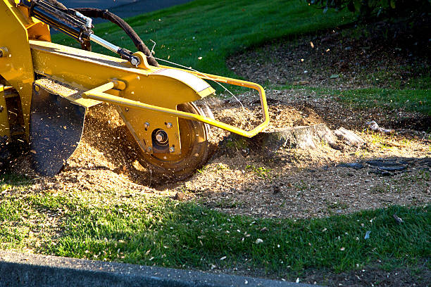 Lawn Drainage Solutions in Aspen Hill, MD